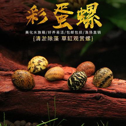 彩蛋螺观赏螺苹果神秘黄金斑马活体洋葱螺除藻淡水草缸清洁工具螺