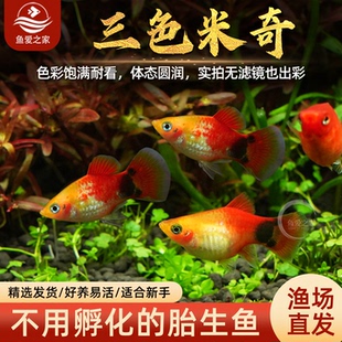 三色米奇鱼月光鱼胎生鱼小型鱼新手推荐好养耐活淡水玛丽鱼活体鱼