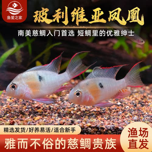 南美玻利维亚凤凰慈鲷热带鱼