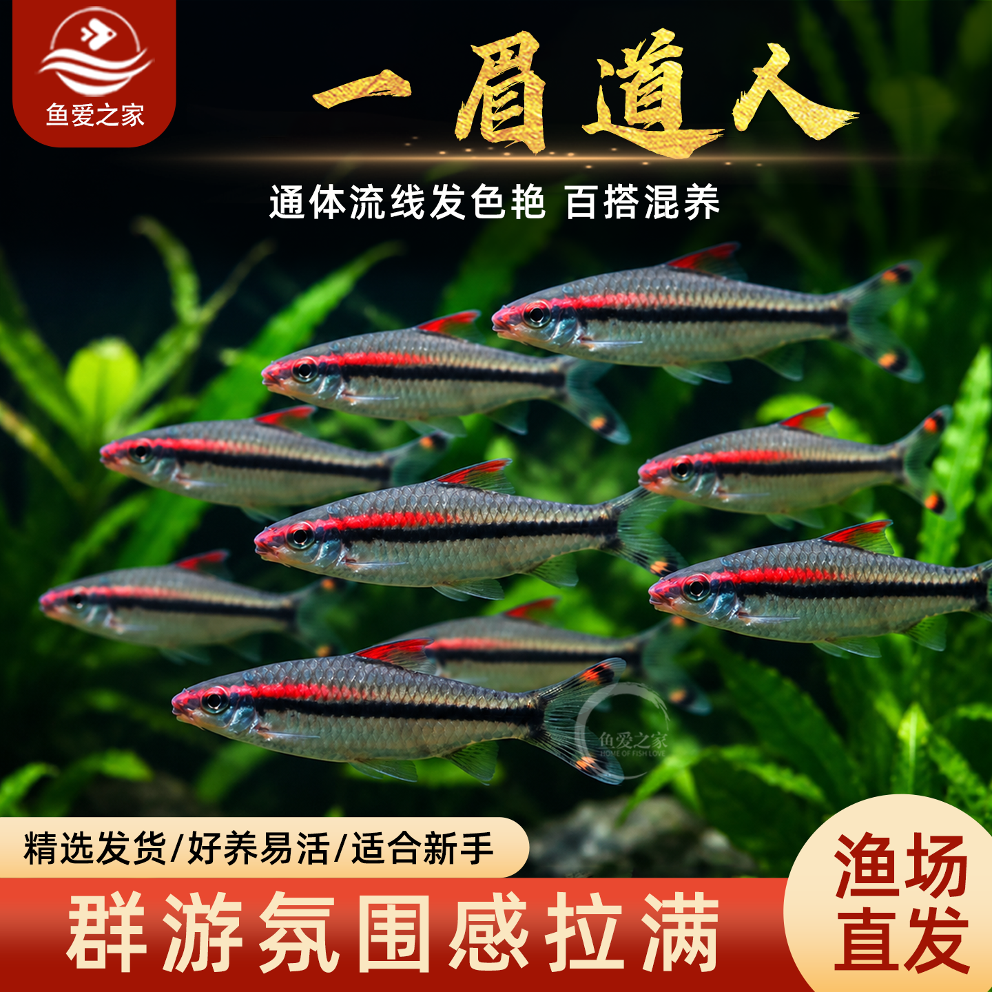 一眉道人鱼活体热带观赏鱼草缸群游鱼小型鱼好养新手混养鱼包邮