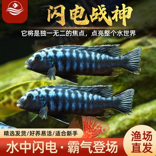 闪电战神三湖慈鲷鱼马鲷非洲王子活体观赏鱼淡水中小型耐养热带鱼