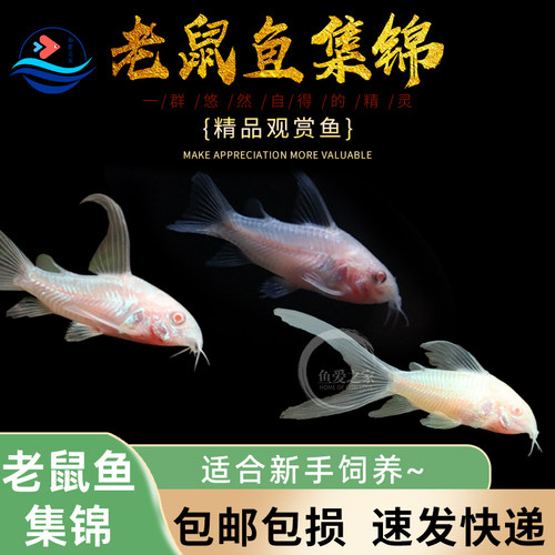 白老鼠长尾白鼠吃残渣粪便清洁鱼