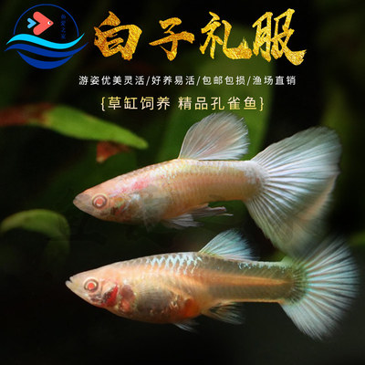 白子礼服孔雀鱼孕母临产胎生鱼