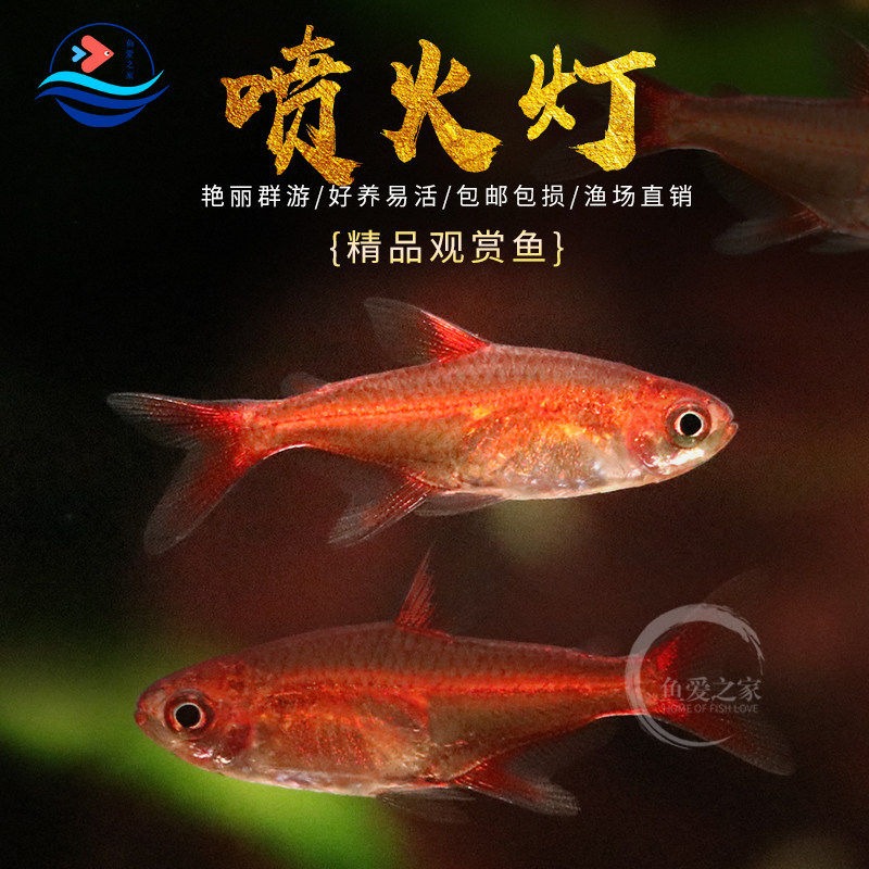喷火灯鱼好养易活新手可养图片