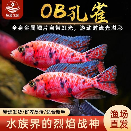 中性可混养三湖慈鲷热带淡水鱼