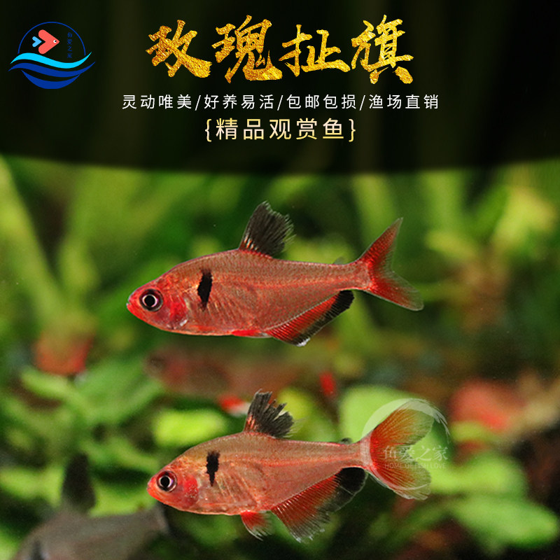 玫瑰扯旗鱼红鳍灯鱼红衣梦幻旗易饲养新手鱼水草缸混养活体热带鱼