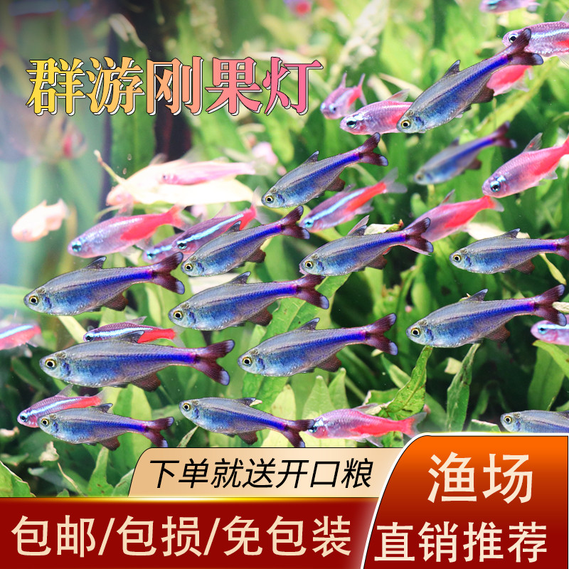 蓝刚果灯热带鱼淡水草缸鱼
