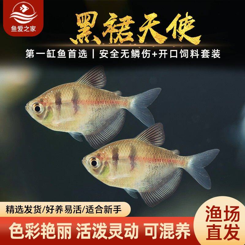 黑裙天使鱼观赏鱼淡水热带鱼小型鱼金鱼活鱼七彩鱼神仙鱼好养耐活