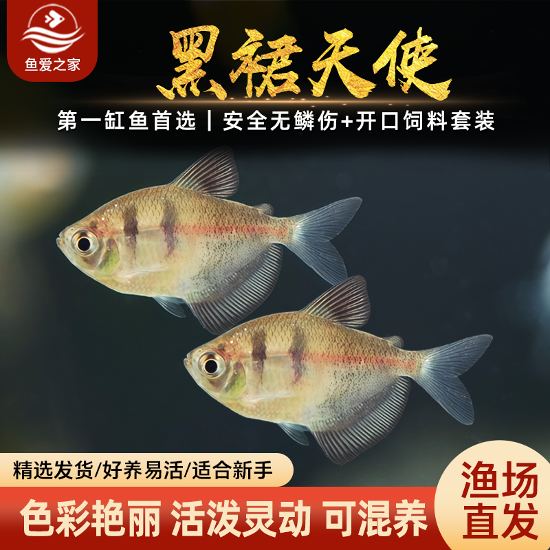鱼爱之家天使鱼观赏鱼群游鱼