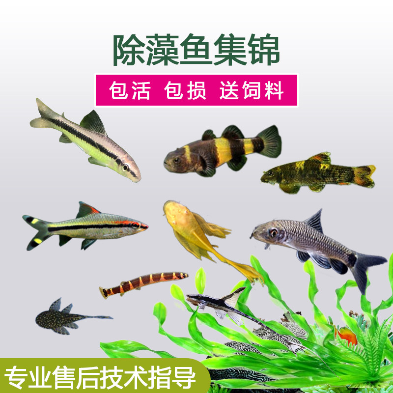 除藻鱼除苔清洁鱼小精灵黑线小猴飞狐大胡子鱼活体草缸底层工具鱼|ruв категории животное/Животное питание и принадлежностей, аквариум мира, рыба - от Buy2taobao.com для оказания профессиональной услуги покупки агента Taobao