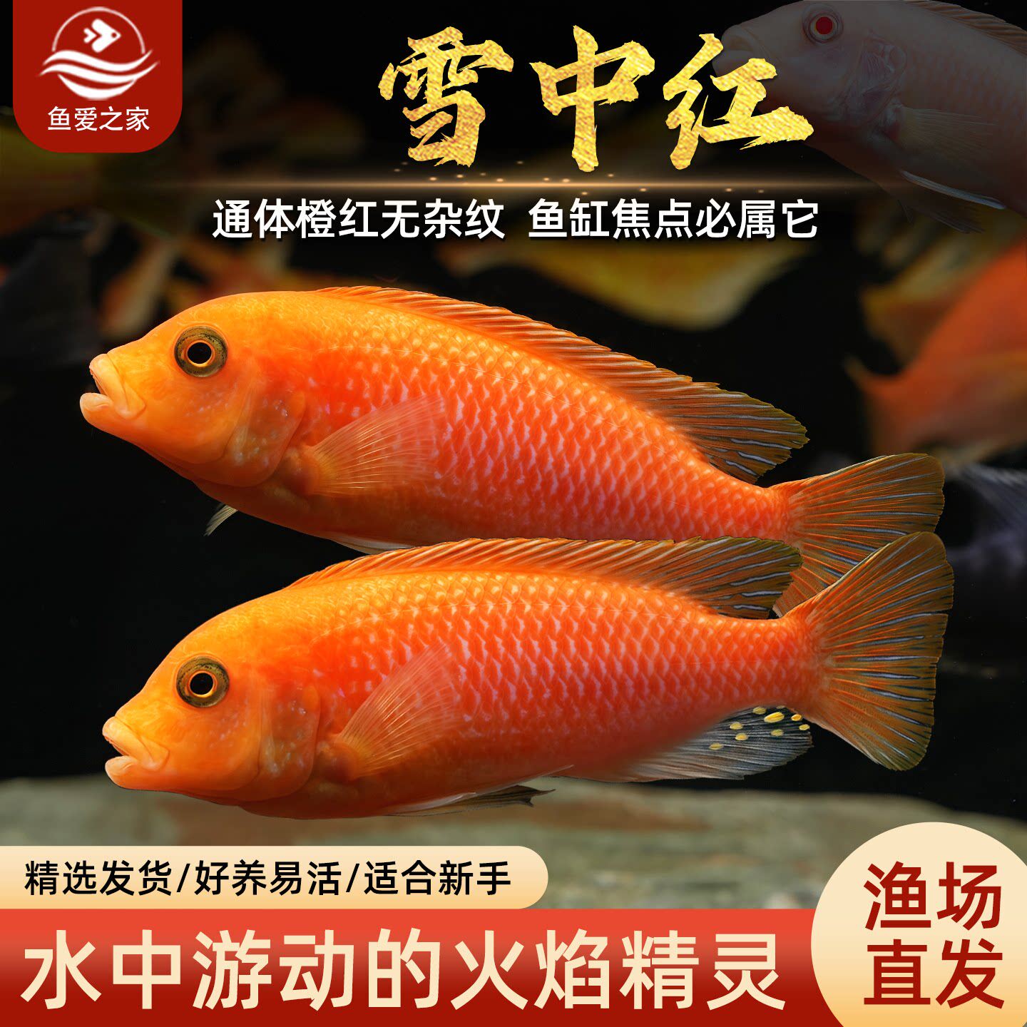 三湖慈鲷鱼马鲷雪中红热带观赏鱼活体鱼缸中小型淡水宠物混养小鱼