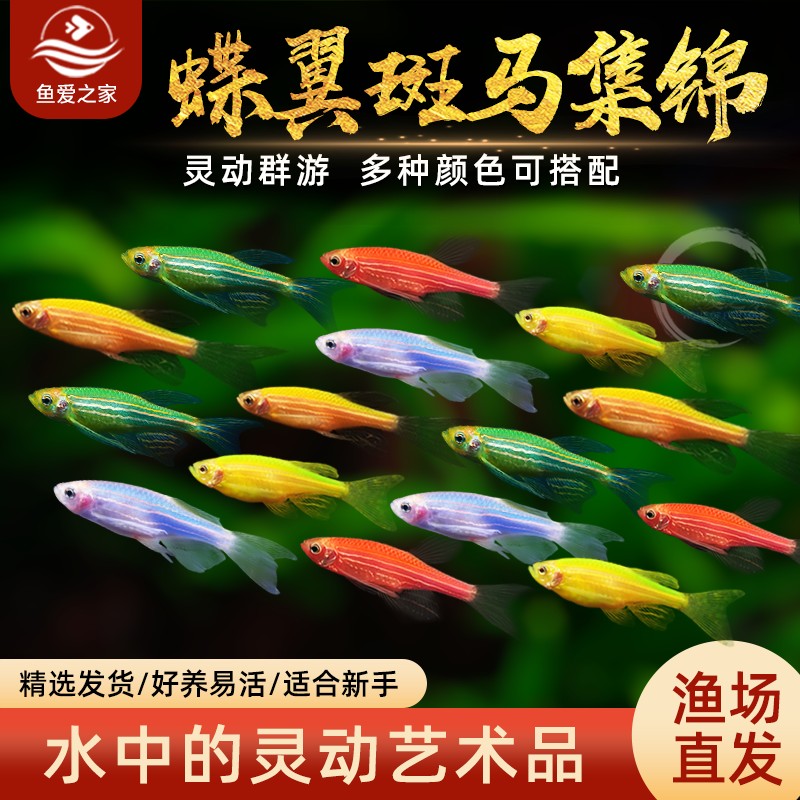 孔雀鱼灯科红绿灯鱼小型活鱼