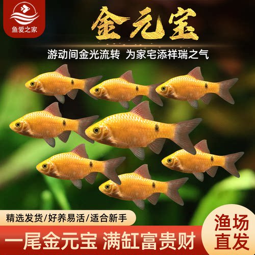 金元宝鱼冷水好养耐寒观赏鱼溪流闯缸淡水新手鱼玫瑰鲫鱼活体鱼