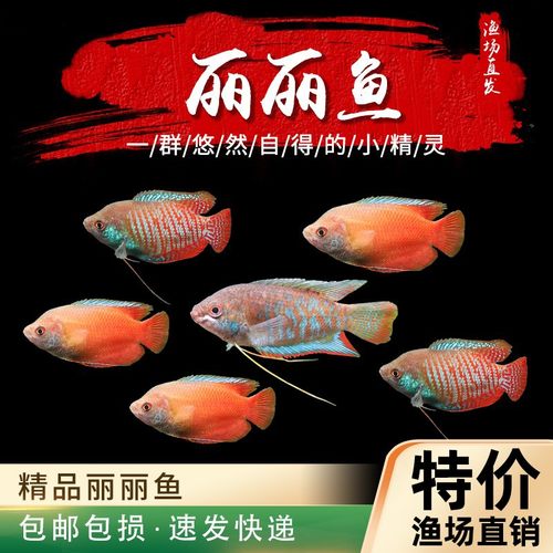 好养耐活招财鱼热带淡水鱼