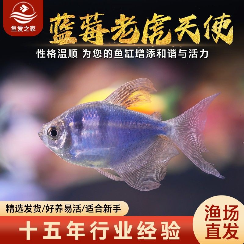 蓝莓老虎天使鱼小型热带淡水鱼天使鱼好养耐活群游新手七彩活体鱼,宠物/宠物食品及用品,鱼,淘宝优惠券,粉丝福利购,淘宝优惠卷