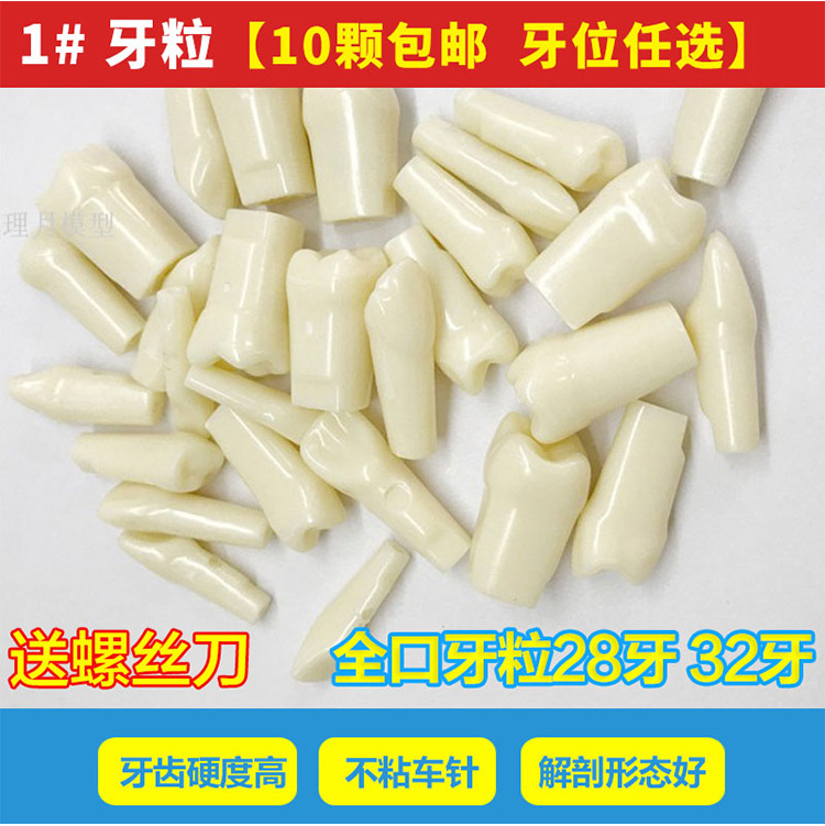 牙科仿真牙粒树脂散牙齿材料开髓牙口腔耗材备牙模型考试练习牙