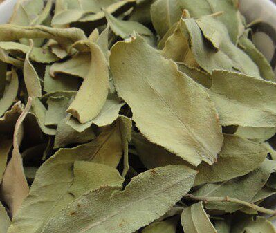正品中药材罗布麻叶子片新疆罗布麻叶茶花草茶500g包邮