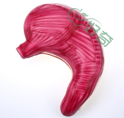 33222 胃解剖模型 自然大模型 生物教学仪器 实验器材