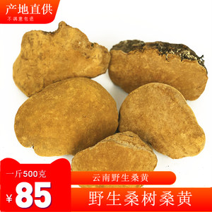 【桑黄菌价格】最新桑黄菌价格\/批发报价