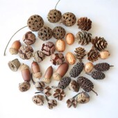 手工diy材料松果干花果实豆荚娃娃材料标本相框材料套装 幼儿手工