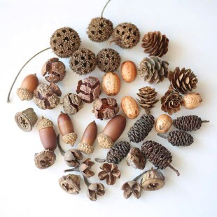 天然植物果子干花diy标本相框制作材料松果套装幼儿手工圣诞装饰