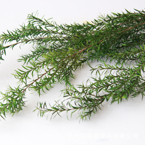千层金永生干花装饰香薰特价
