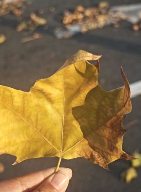 梧桐叶天然真树叶枫叶装饰布景摄影道具干树落叶儿童diy手工材料