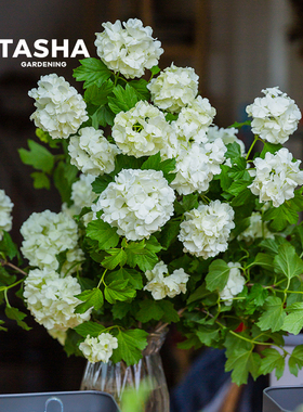 塔莎的花园【欧洲木绣球】玫瑰白色树花苗大花梦幻盆栽庭院绣球