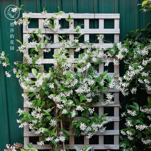 塔莎 白色风车茉莉爬藤植物大苗络石藤本四季 芳香庭院花卉 花园