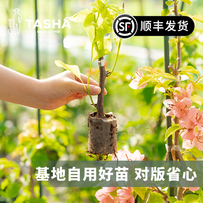 塔莎的花园三角梅袋苗重瓣小苗绿樱阳台庭院好养室内外开花植物绿