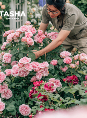塔莎的花园月季灌木开花花苗盆栽果汁阳台粉色龙沙宝石