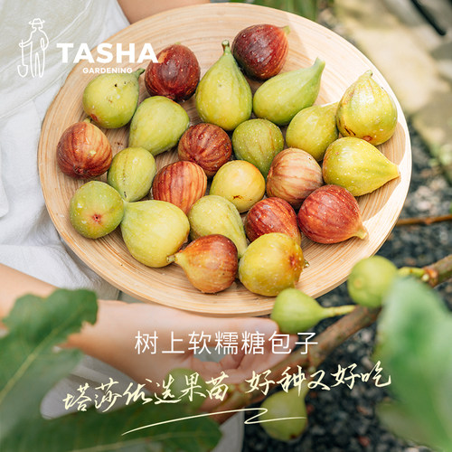 塔莎的花园无花果树苗特大果甜