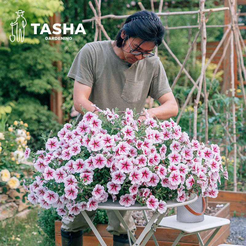 塔莎的花园矮牵牛大花苗美声系列多色垂吊大小苗紫白粉色四季开花