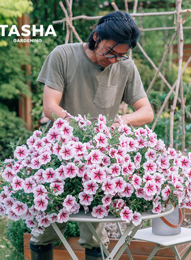 塔莎的花园矮牵牛大花苗美声系列多色垂吊大小苗紫白粉色四季开花