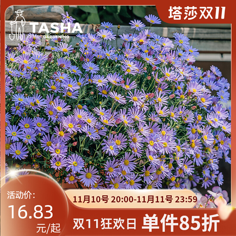 塔莎的花园 姬小菊盆栽带花苞多年生菊花苗四季花卉阳台植物花草