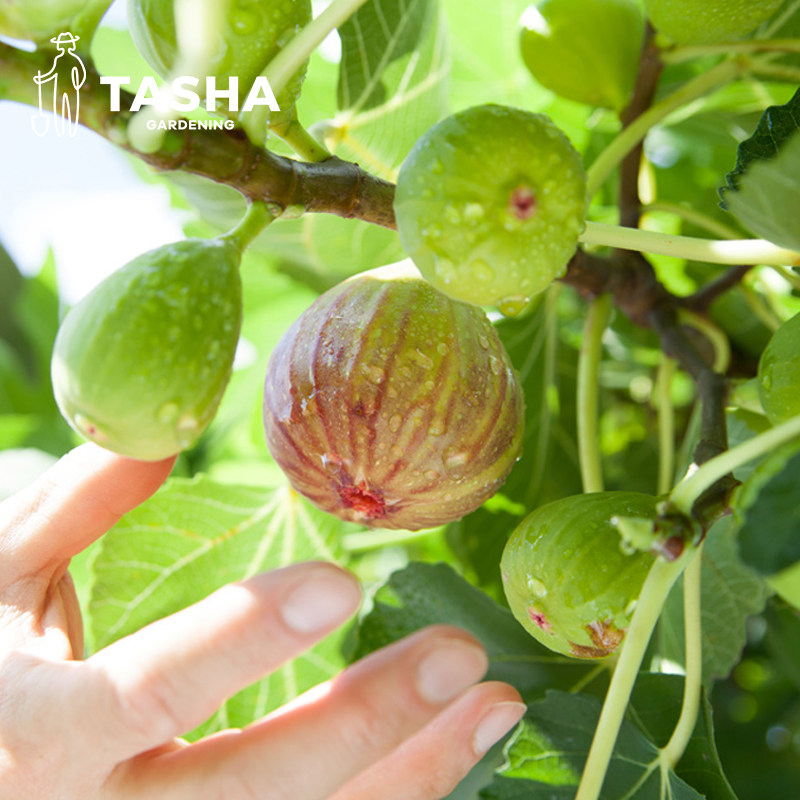 塔莎的花园布兰瑞克无花果树果苗盆栽特大耐寒北方推荐阳台可结果