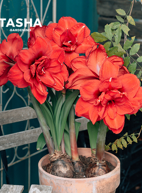 塔莎的花园朱顶红重瓣大种球盆栽年宵花园艺球根花卉现货7天发