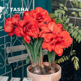 塔莎的花园朱顶红重瓣大种球盆栽年宵花园艺球根花卉现货7天发