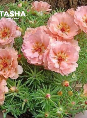 塔莎的花园太阳花盆栽庭院阳台夏