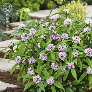 塔莎 瑞香花卉盆栽浓香型花期长好养室内阳台花卉植物 花园
