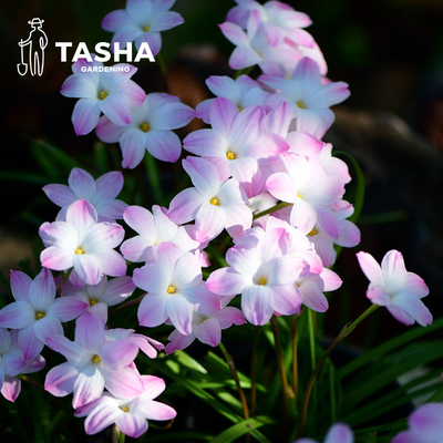 塔莎的花园种球胖丽丽樱吹雪