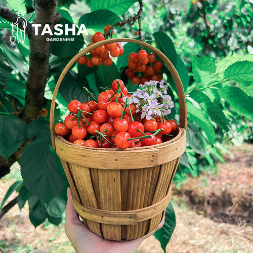 塔莎的花园樱桃树苗南方大苗