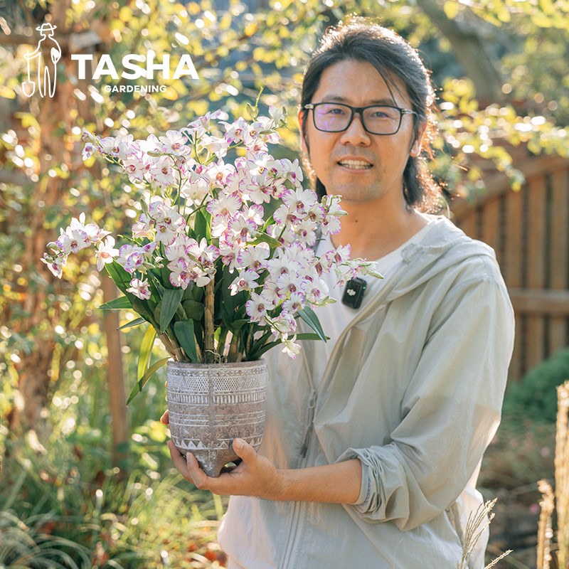塔莎的花园泼墨石斛室内带花花剑花期长耐阴洋兰书桌客厅易养护