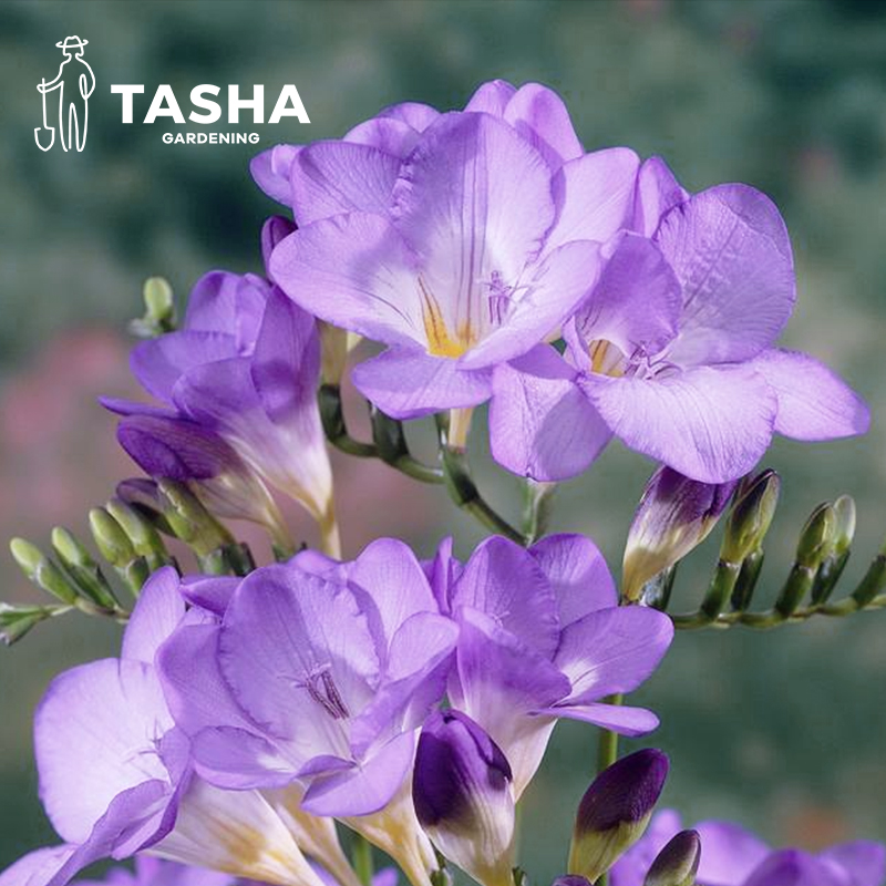 塔莎的花园 香雪兰种球进口四季开花好养活观花卉盆栽植物种子