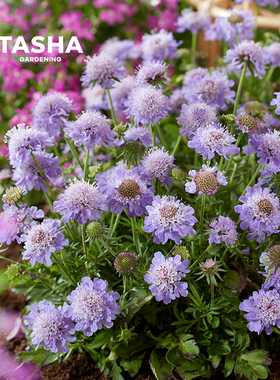 塔莎的花园 蓝盆花松虫草盆栽蓝蝴蝶草本阳台庭院易活好养多年
