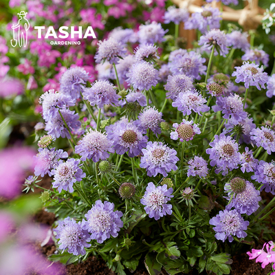 蓝盆花蓝色系塔莎的花园