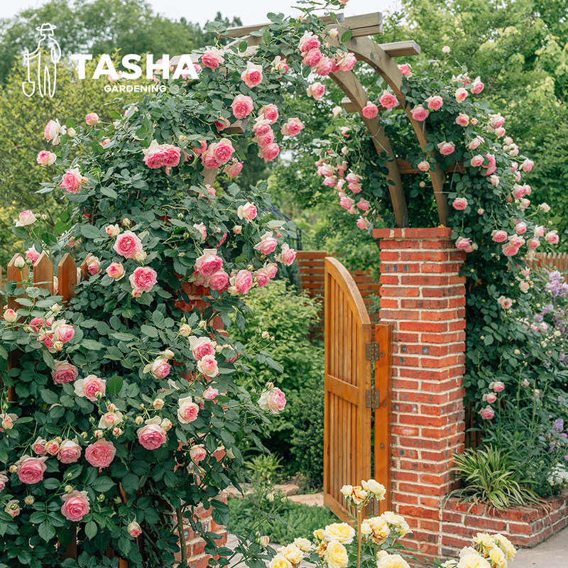 塔莎的花园爬藤月季盆栽粉色龙沙宝石藤本月季地栽庭院大拱门大苗