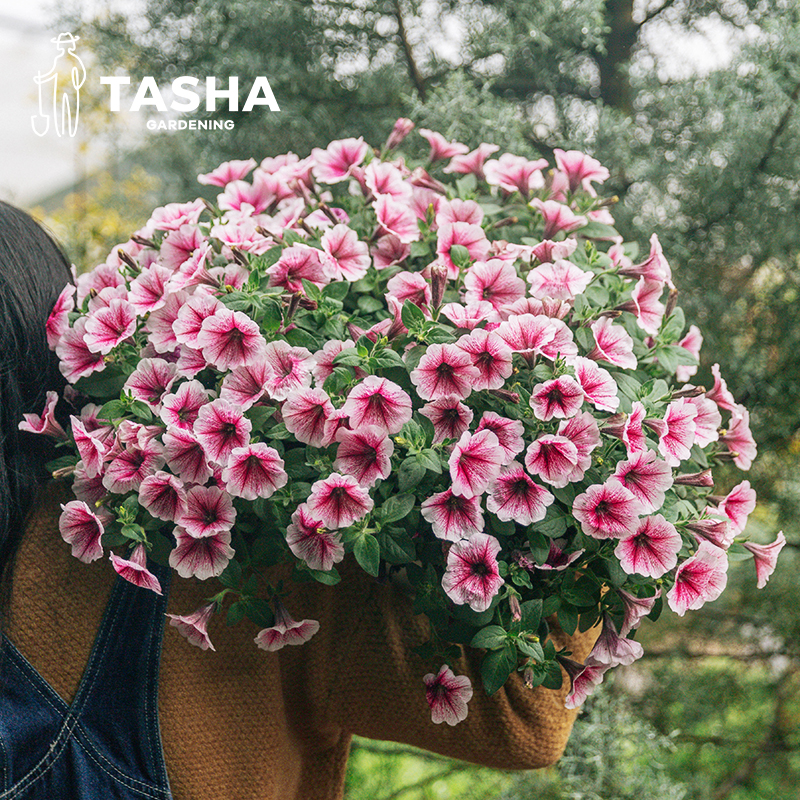 塔莎的花园矮牵牛草花