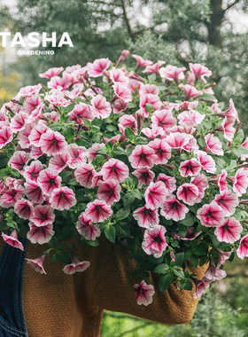 塔莎的花园 矮牵牛花苗120草花重瓣伊丽莎白养护简单