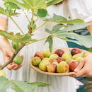 花园无花果树果苗盆栽大果南北方带土波姬红芭劳奈树苗耐寒 塔莎